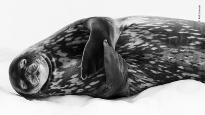 Una foca marina de Weddell ('Leptonychotes weddellii') descansa en lo que parece ser un sueño profundo, en el puerto de Larsen, Georgia del Sur (EE UU). Las focas de Weddell alcanzan longitudes de hasta 3,5 metros. Sus cuerpos están cubiertos de una capa de grasa para mantenerlos calientes por encima y por debajo de las aguas heladas del océano Antártico.