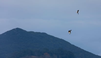 Águilas pescadoras en la bahía de Santander.