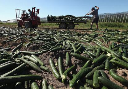 Recogida de pepinos en mal estado en un campo alemán