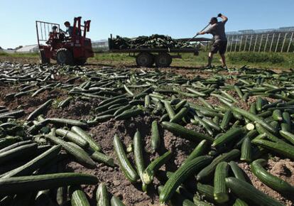 Recogida de pepinos en mal estado en un campo alemán