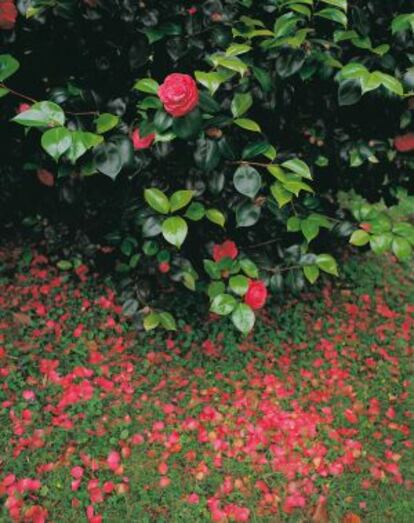 Camelias en el jardín de la Fonte Baixa en Luarca (municipio de Valdés, Asturias).