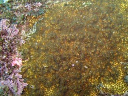 &#039;Oculina patagonica&#039;, especie invasora en el litoral catal&aacute;n.