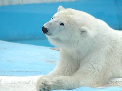 La osa polar Yupik, de 27 años, en el zoológico de Benito Juárez, en la ciudad mexicana de Morelia.