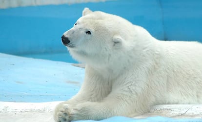 La osa polar Yupik, de 27 años, en el zoológico de Benito Juárez, en la ciudad mexicana de Morelia.