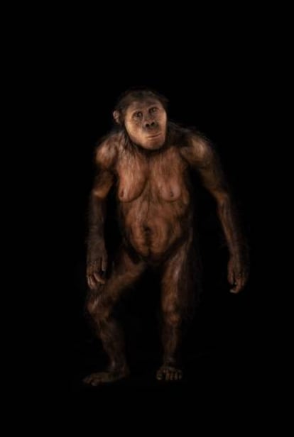 El homínido 'Lucy', en el Museo de la Evolución Humana de Burgos.