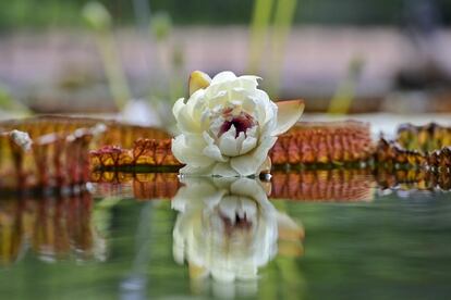 Nenúfar de la planta Victoria en el Real Jardín Botánico de Madrid.