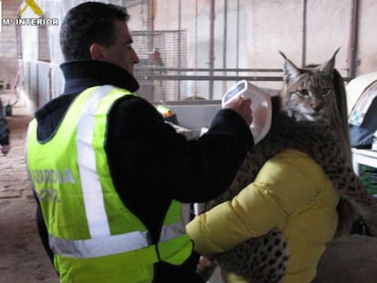 Civil Guard officers rescue an Iberian lynx.