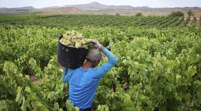 Un porteador trabajando en la vendimia de La Rioja.