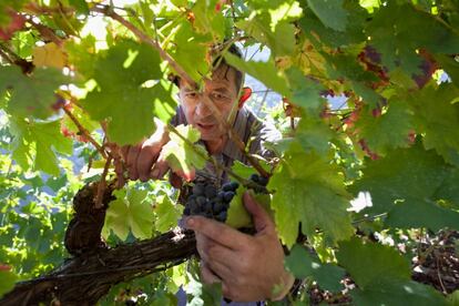 Ramón Fernández recoge las uvas en una parcela de Cruceiro Reixo en la región de la Ribeira Sacra. La buena temperatura de la zona durante los primeros días de octubre fue de gran ayuda después de las persistentes lluvias de finales de septiembre.