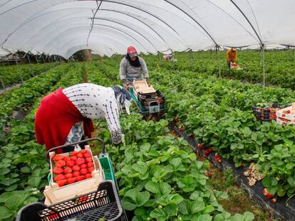 Trabajadoras de origen marroquí recogen fresas en Cartaya (Huelva).