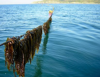 Cultivo de 'kombu' de azúcar en línea, de Porto Muíños. Imagen proporcionada por la compañía.