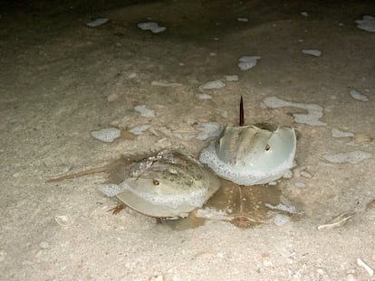 Ejemplares de la cacerolita de mar en la península de Yucatán, en México.