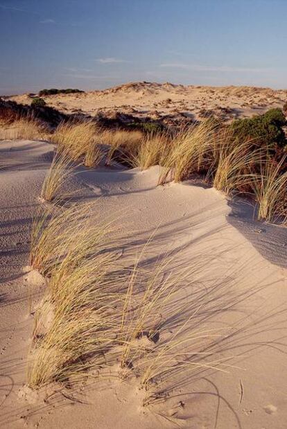 Vista del parque de Doñana tomada en 1995.