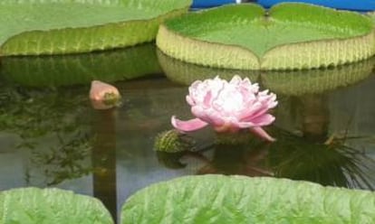 La flor Victoria, este lunes a las siete de la tarde, durante su segunda apertura que culminará en torno a las cuatro de la madrugada.