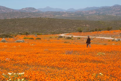 A lone woman walks through a large field of orange Namaqualand Daisies (Dimorphotheca spp) looking out towards the Kamiesberg mountains, South Africa