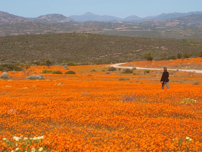 A lone woman walks through a large field of orange Namaqualand Daisies (Dimorphotheca spp) looking out towards the Kamiesberg mountains, South Africa