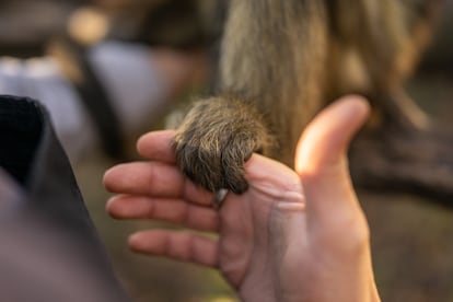 En MundoAparte, cada encuentro con los animales rescatados es una invitación a reconectar con la vida silvestre y valorar la importancia de protegerla.

