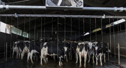 Vacas lecheras en la zona de ordeño de una empresa láctea