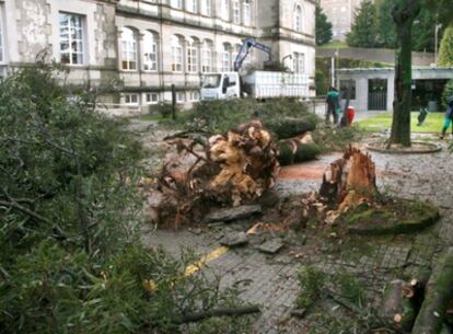 Daños en los jardines del edificio de la Xunta de Galicia, San Caetano.