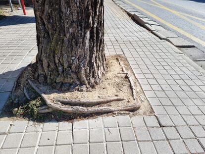 Un alcorque constriñe las raíces de un pino en una acera.