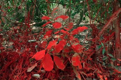 'Laal Patti 01', de la serie 'Laal' (2016).