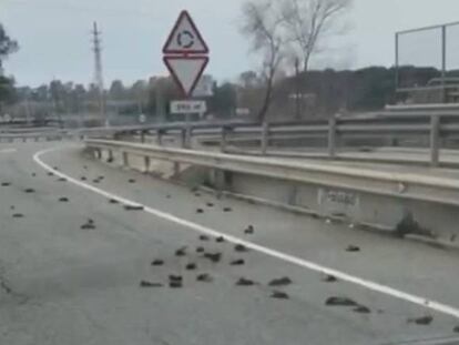A motorist captured this image of dead starlings on a road in Catalonia.