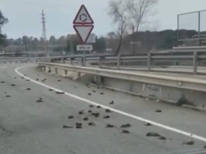 A motorist captured this image of dead starlings on a road in Catalonia.