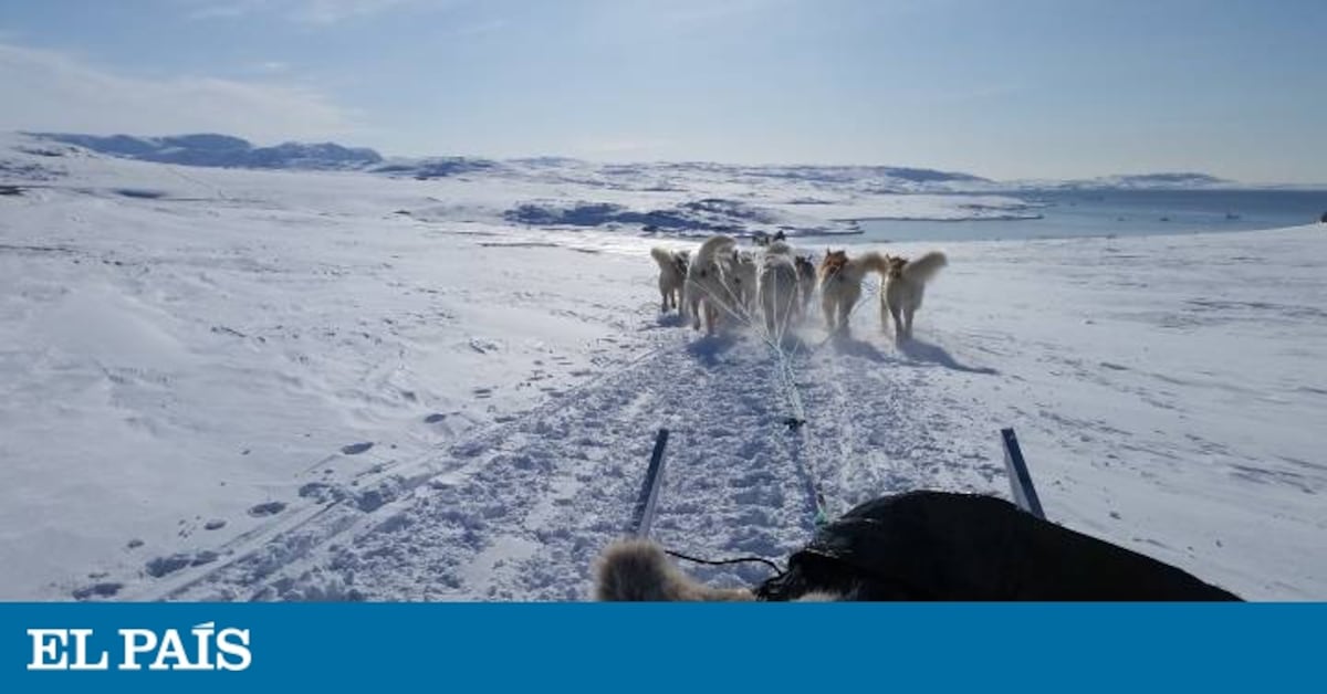 son agresivos los perros inuit del norte