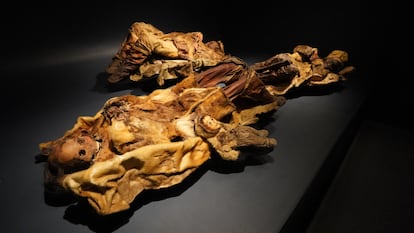 Momias de Qilakitsoq, pertenecientes a una familia que vivió hacia 1473, expuestas en el Museo Nacional de Groenlandia, en Nuuk.