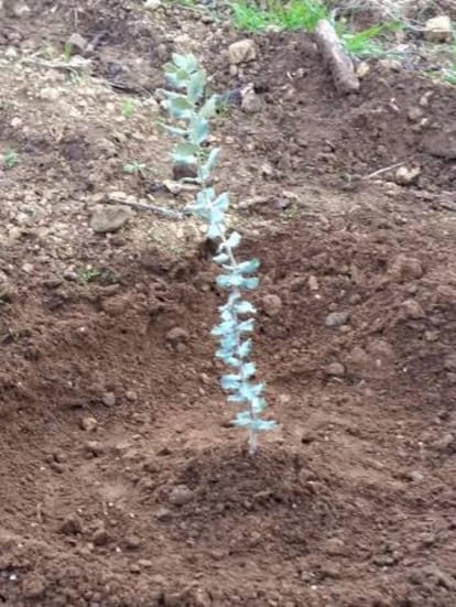 Aspecte del planter de l'alzina amb tòfona inoculada.