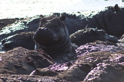 Hipopótamos cubierto de lodo en el estanque de Rungara, en la zona de conservación de Salambala, (Zambezi, Namibia), el 23 de agosto. Imagen cedida.