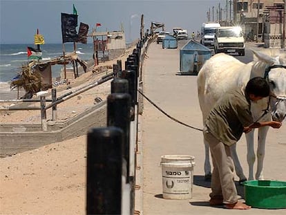 Un muchacho palestino alimenta a un asno en el popularmente llamado <i>Beach camp</i> de Gaza.