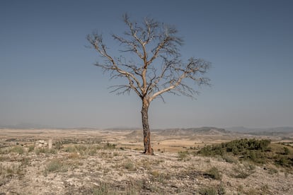 Un árbol quemado en Zarcilla de Ramos. La pedanía de Lorca (Murcia) ha sufrido dos incendios en los últimos dos años.