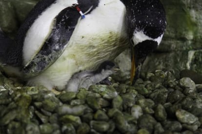 Uno de los cuatro pollos de ping&uuml;ino nacidos en L&#039;Oceanogr&agrave;fic.