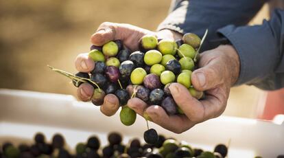 Aceitunas recién recolectadas.