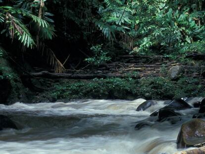 Indonesia es uno de los poaíses más amenzados por la deforestación de bosque tropical.