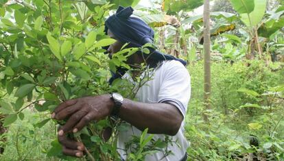 Peasant walking among coca plants in Colombia.