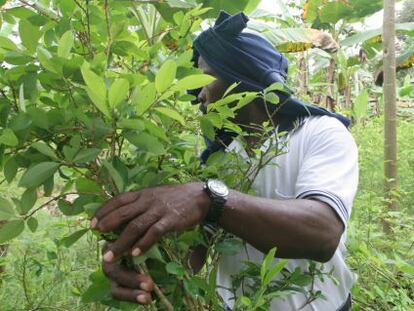 Peasant walking among coca plants in Colombia.