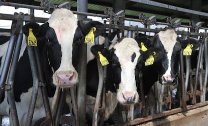 Vacas holstein, en una granja de Indiana (EE UU).