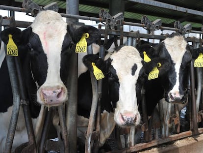 Vacas holstein, en una granja de Indiana (EE UU).