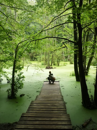 Nada tan exótico y lejano. Tan solo los increíbles verdes en el Parque Natural Jasmund, en la isla de Rügen en el Mar Báltico... ¡Precioso!