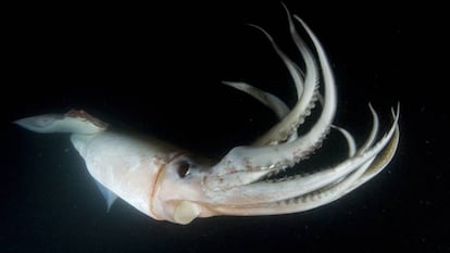 Un ejemplar de calamar Humboldt, fotografiado de noche.