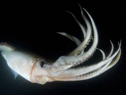 Un ejemplar de calamar Humboldt, fotografiado de noche.