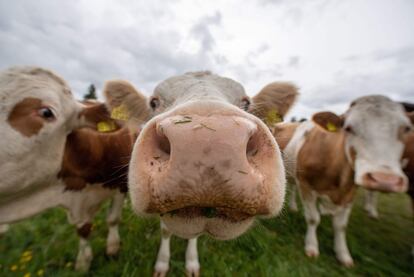 Unas vacas curiosas inspeccionan la lente del fotgrafo en un prado de Raistinf (Alemani), el 28 de abril de 2019.