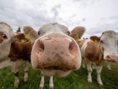 Unas vacas curiosas inspeccionan la lente del fotógrafo en un prado de Raistinf (Alemani), el 28 de abril de 2019.