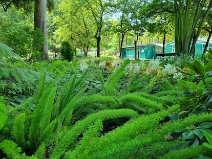 Esparragueras de cola de zorro y astilbes blancos a la sombra de los grandes árboles en el parque de Oviedo.