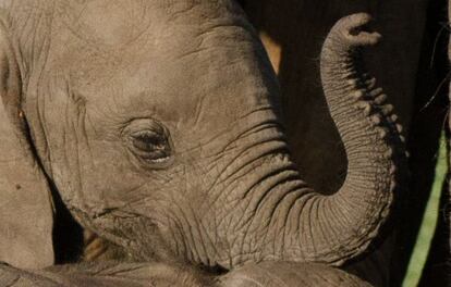 Esta es la triste historia de Roi, una cría de elefante que tuvo que ver cómo unos furtivos mataban a su madre en la reserva de Masai Mara de Kenia. En la imagen, vemos a Roi desorienteda junto al cadáver de su progenitora.

Aunque finalmente está bien, los expertos en conservación de elefantes de la zona temieron por su vida: una lactante de 10 meses necesitaba la leche materna para sobrevivir y tras la muerte de su madre podía morir desnutrida. Por ello, la ONG especializada David Sheldrick Wildlife Trust decidió organizar el rescate para llevar a Roi a un orfanato para crías de elefantes. Hoy se recupera felizmente, pero el trauma que vivió evidencia la tragedia de la caza furtiva de elefantes en África.