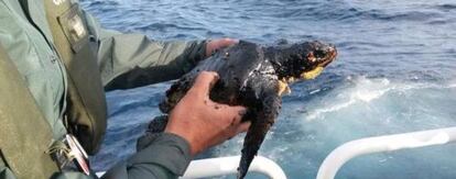 A loggerhead turtle is rescued after being found covered in fuel oil.