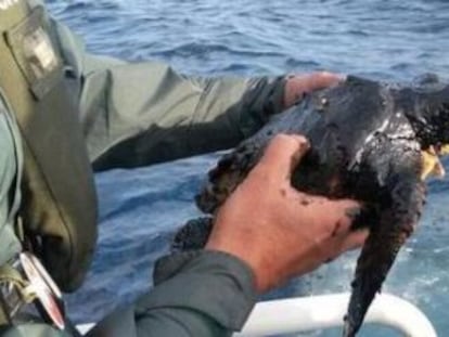 A loggerhead turtle is rescued after being found covered in fuel oil.