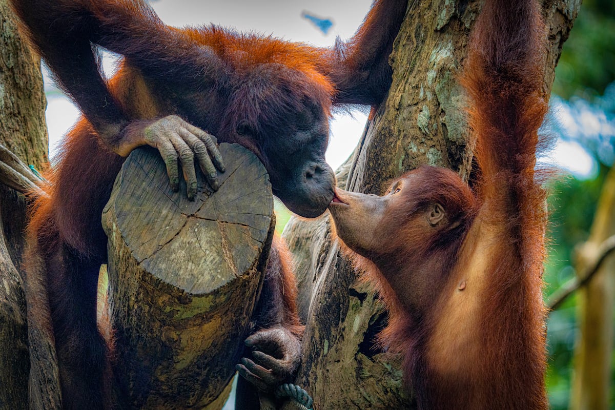 San Valentín salvaje: costumbres amorosas de los animales | El viajero  astuto | El Viajero | EL PAÍS